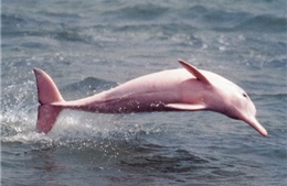 Cá heo hồng - biểu tượng của Hồng Công đang biến mất